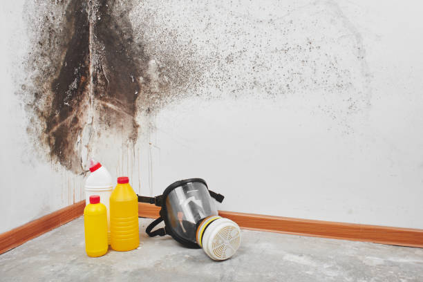 Best Toxic Mold Removal  in King Arthur Park, MT