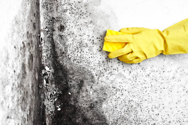 Crawl Space Mold Removal in King Arthur Park, MT