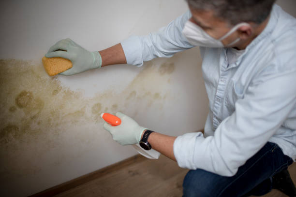 Best Best Mold Removal Companies  in King Arthur Park, MT