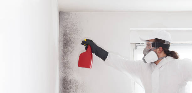 Best Commercial Mold Removal  in King Arthur Park, MT