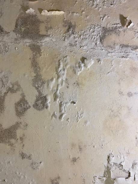 Best Best Mold Removal Companies  in King Arthur Park, MT