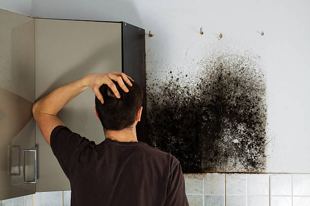 Mold Testing and Removal in King Arthur Park, MT