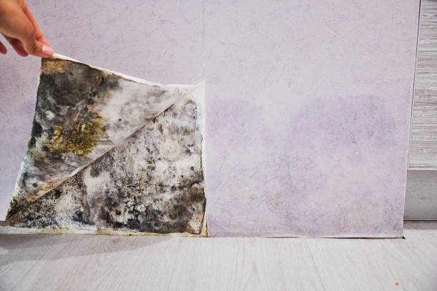 Best Fast Mold Removal  in King Arthur Park, MT